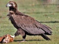 Research on cinereous vulture kicks off